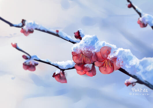 Cherry in snow